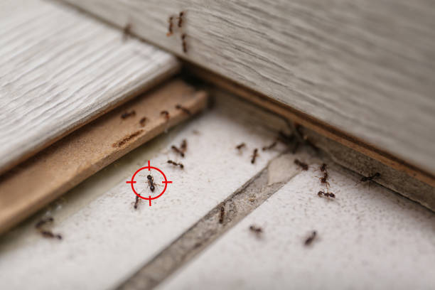 Best Affordable Pest Control Services  in North Bend, WA